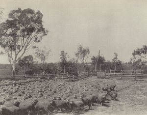 Una Estación de Ovejas en el Sur de Queensland