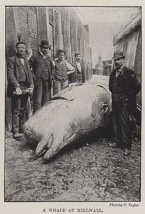 Una Ballena en Millwall