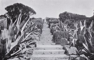Un rincón en los jardines de Tresco de English Photographer