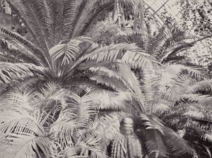 Un grupo de cícadas en el palmeral de Kew (foto en blanco y negro) de English Photographer