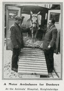 Una ambulancia motorizada para burros de English Photographer