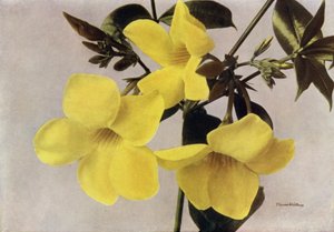 Allamanda Schottii Hendersonii (foto en color) de English Photographer