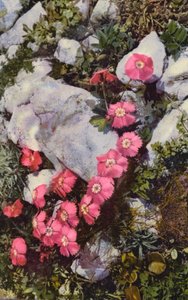Flores alpinas: Dianthus Alpinus (foto en color)