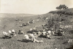 Camellos ambulancia, c.1916-19 (foto en blanco y negro) de English Photographer
