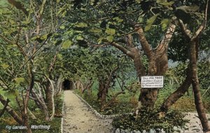 Antiguos jardines de higueras en Tarring, Worthing, Sussex, que afirman tener la higuera más antigua de Inglaterra, plantada por Thomas Becket de English Photographer