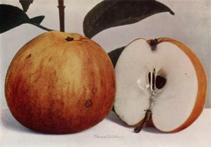 Apple, James Grieve (foto en color) de English Photographer