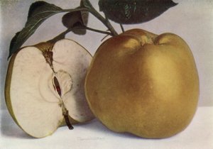 Apple, Lord Derby (foto en color) de English Photographer