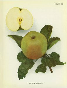 Manzanas de Inglaterra: Arthur Turner (foto en color) de English Photographer