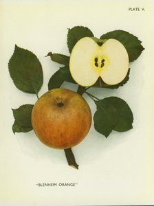 Manzanas de Inglaterra: Blenheim Orange (foto en color) de English Photographer