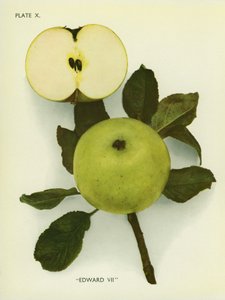 Manzanas de Inglaterra: Eduardo VII (foto en color)