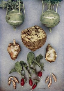 Alcachofas, Kohl-Rabi, Apionabo y Rábano (foto color) de English Photographer