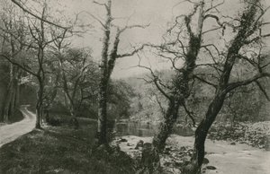 Bosques de Bolton de English Photographer