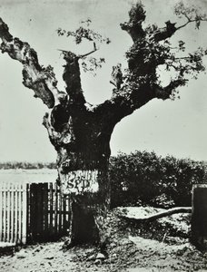 Brockley Lane: Old Oak, Londres, 1890 de English Photographer