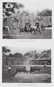 Corrida de toros en Kelantan