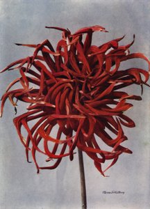 Cactus Dahlia, Conqueror (foto en color)