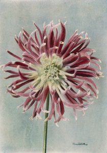Cactus Dahlia, Sra. Randle (foto en color) de English Photographer