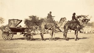 Carro de Camellos, c.1860 de English Photographer