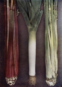 Apio y puerro (foto color)