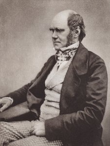 Charles Darwin, retrato, c 1854, a partir de una fotografía de Maull  Fox (foto b/n) de English Photographer