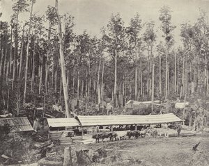 Serrería Childers, Gippsland de English Photographer