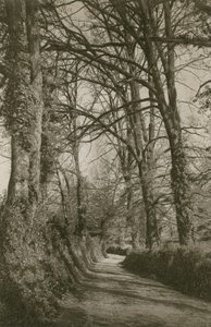 Camino de Cockington, Devonshire, cerca de Torquay de English Photographer