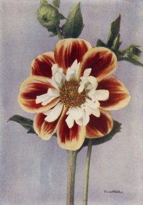 Collerette Dahlia, Gallia (foto en color) de English Photographer