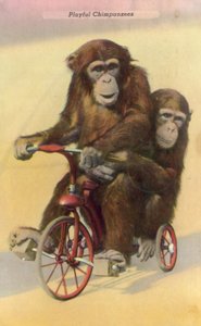 Chimpancés en bicicleta