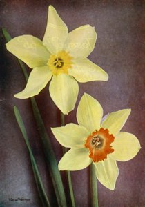 Narciso (foto en color) de English Photographer