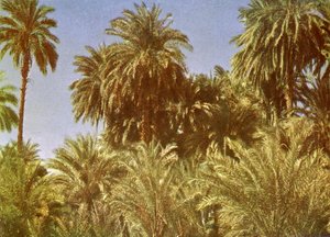 Palmeras datileras en la isla Elefantina, Egipto de English Photographer