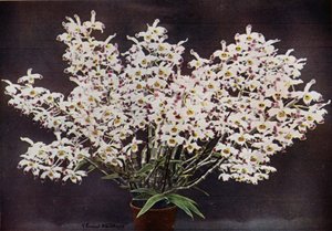 Dendrobium Wardianum (foto en color) de English Photographer