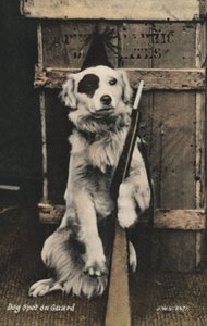 Perro sosteniendo una pistola
