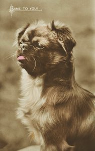 Perro sacando la lengua (foto coloreada)