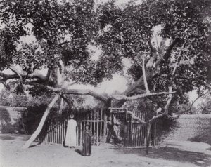 Egipto: El Árbol de la Virgen de English Photographer
