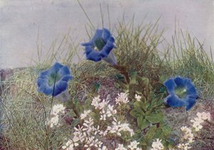 Gentiana Acaulis y Draba Dediana (foto en color) de English Photographer
