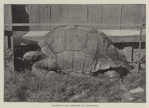 Tortuga terrestre gigante en Mauricio