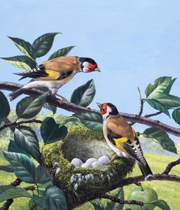 Jilgueros