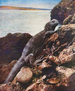 Gran iguana marina en una de las islas Galápagos (foto en color) de English Photographer