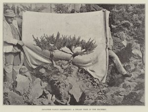 Jardinería Japonesa de Fantasía, Un Árbol Enano en la Rocalla de English Photographer