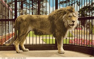 León en el zoológico de Bristol de English Photographer