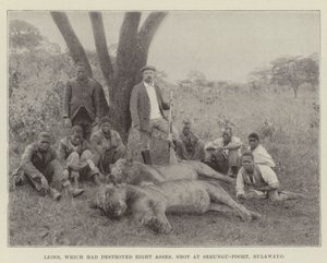 Leones que habían destruido ocho asnos, abatidos en Sebungu-Poort, Bulawayo