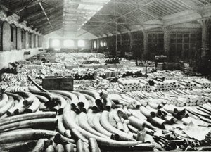 London Docks: almacén de marfil, 1895 de English Photographer