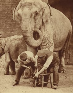 Manicura en el Zoo Beauty Parlour (foto b/n) de English Photographer