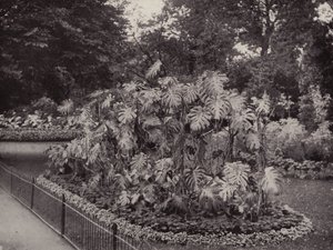 Monstera Deliciosa en Battersea Park (foto en blanco y negro) de English Photographer