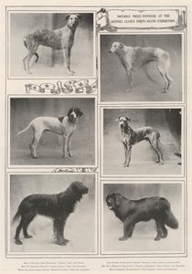 Ganadores de premios notables en la cuadragésima sexta exposición del Kennel Club de English Photographer