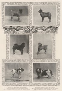 Ganadores de premios notables en la cuadragésima sexta exposición del Kennel Club