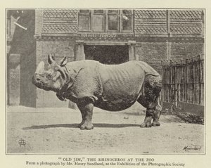 Viejo Jim, el rinoceronte en el zoológico