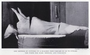 Un método de cortar la carcasa de un cerdo escaldado para utilizar las partes para jamones, medios y extremos delanteros de English Photographer