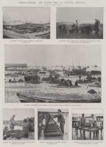 Cultivo de ostras, los famosos lechos en Cancale, Bretaña