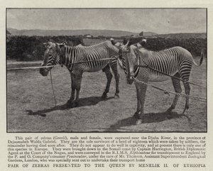 Pareja de cebras presentada a la Reina por Menelik II de Etiopía de English Photographer