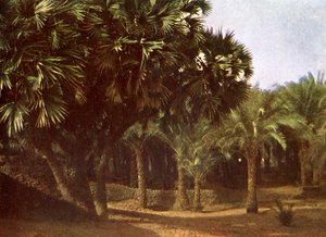 Palmeral cerca de Karnak, Egipto de English Photographer